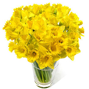 daffodils_cup
